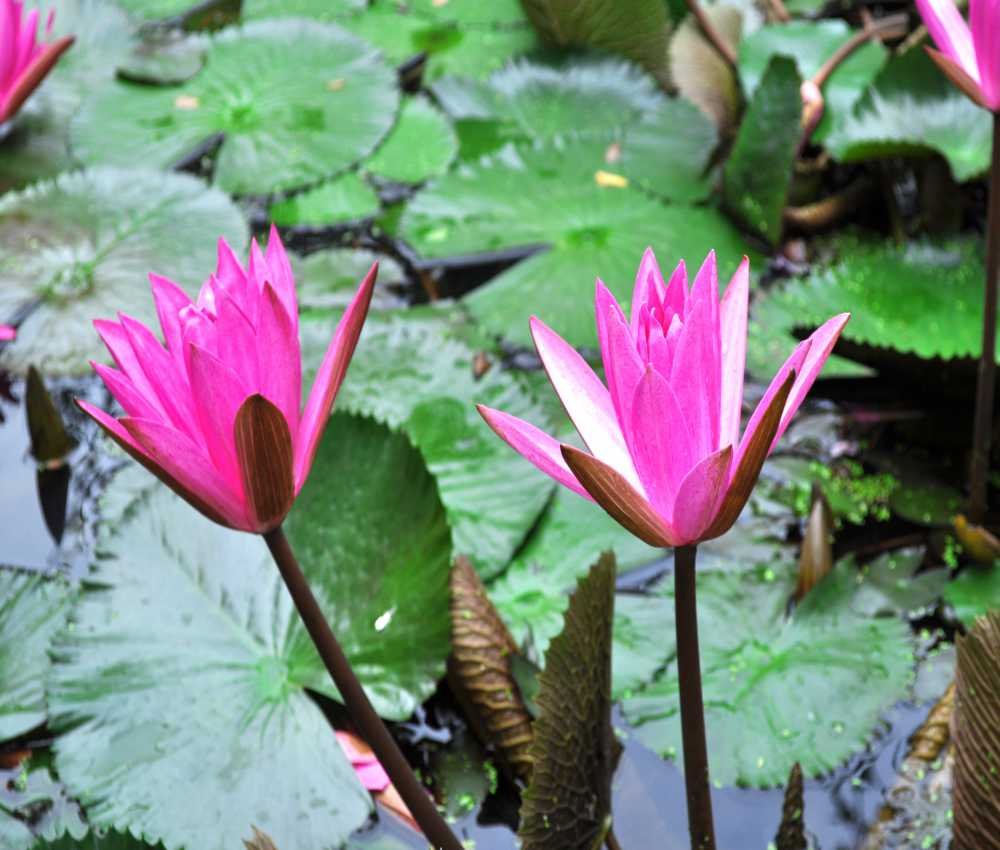Beautiful Purple Lily Flowers